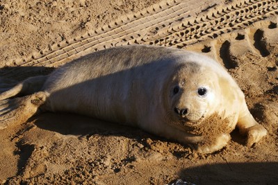 Seal at Donna Nook