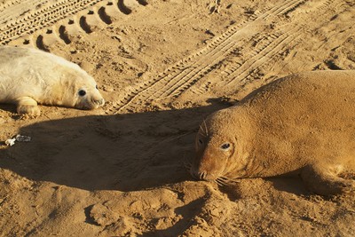 Seal at Donna Nook