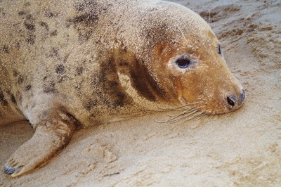 Seal at Donna Nook