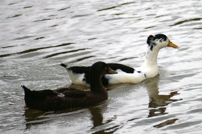 2010-07 Ferriby