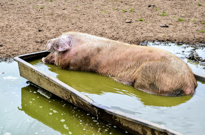 Wallowing Pig