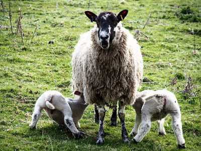 Ewe with lambs