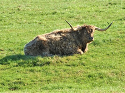 Long horn cattle