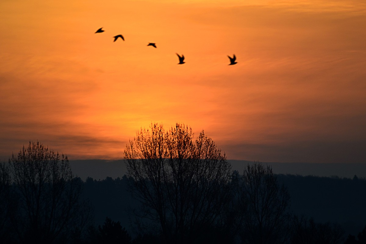 Silhouettes