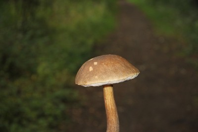 Mushrooms and the like (2010)