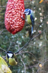 Bird Table Scawby