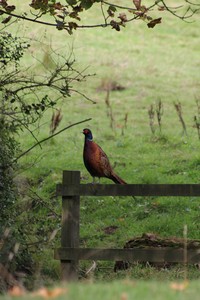 Lonely Pheasant