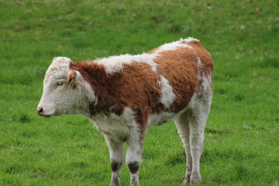 Lonely Calf