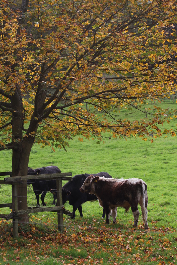 tree/calves