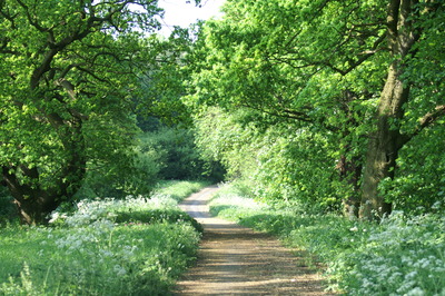 Towards Mortal Ash Hill