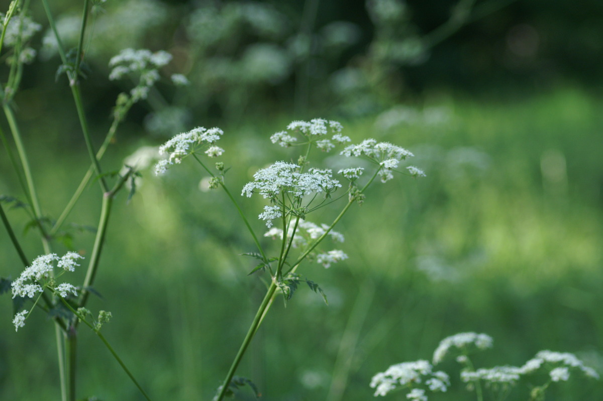 hemlock