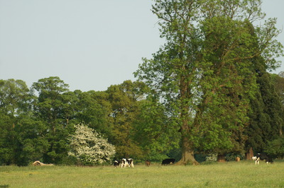 Cows on Estate Land