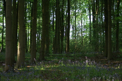 Trees in Wood