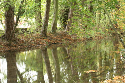 Tree Reflections 1