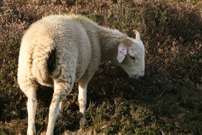 Sheep1