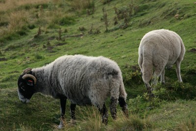 Sheep2