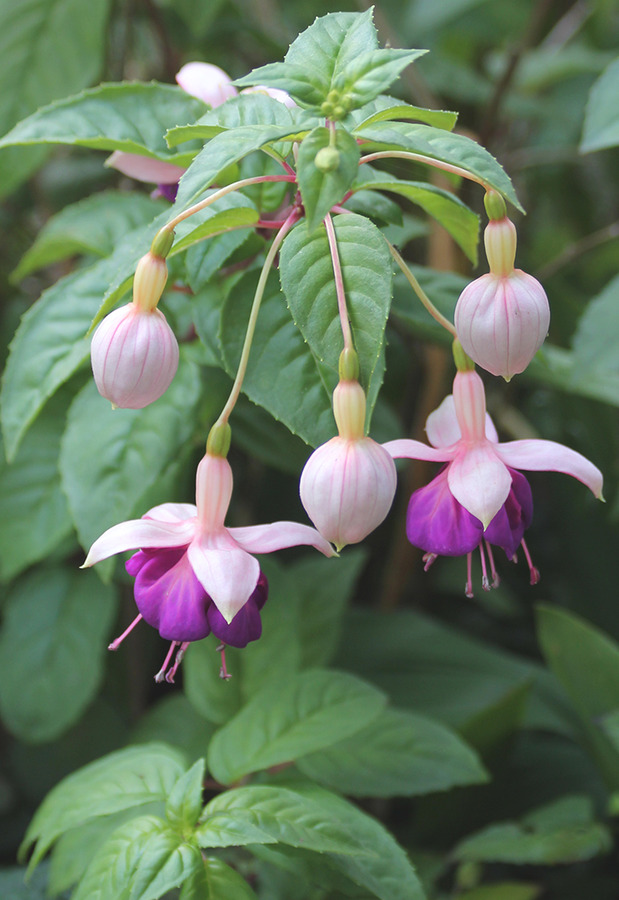 Fuschias