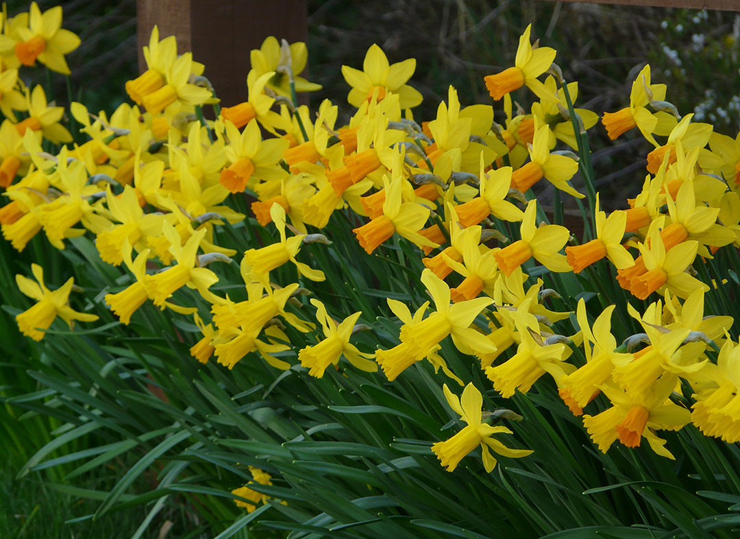 Daffodils