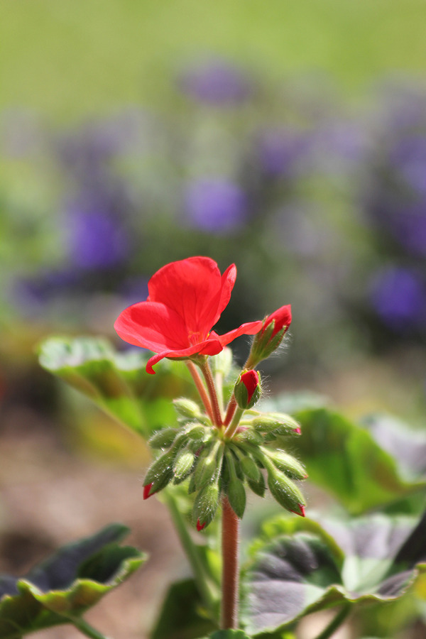 Geranium