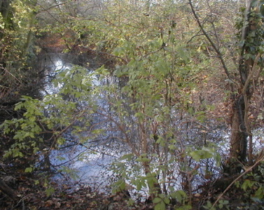 The pond in November 2002