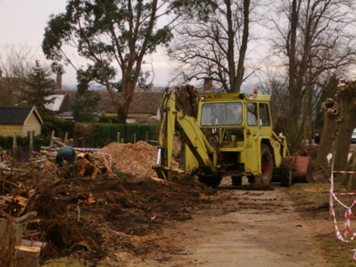 The rotted Lime trees are removed