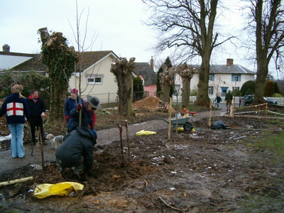 The new Lime trees are planted