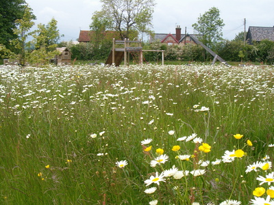 The wild flower areas in bloom in June 2006
