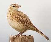 Skylark2