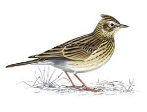 Skylarks
