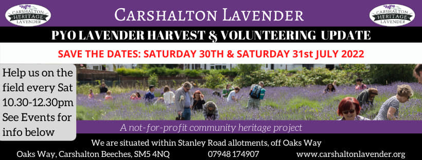 Carshalton Lavender Harvest Weekend, Saturday and Sunday 30-31 July