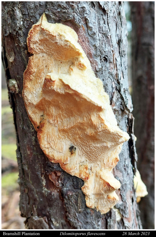 Daedaleopsis confragosa                     Blushing Bracket