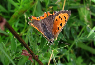 Small Copper