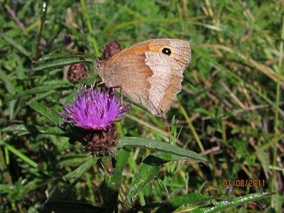Meadow Brown