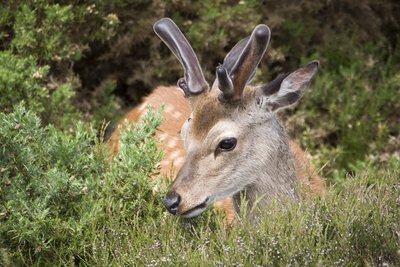 Young Sika Deer