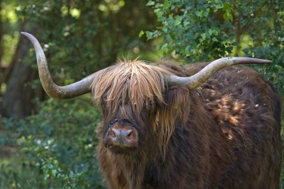 Highland Cattle