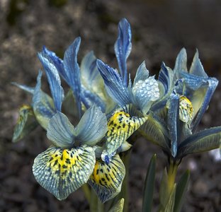 Iris