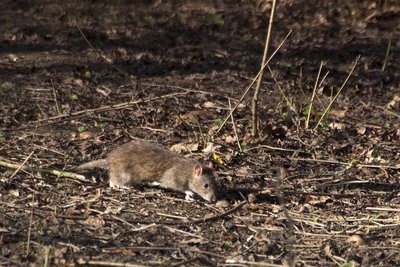 Brown Rat
