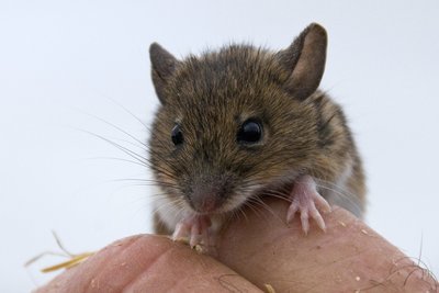 Wood Mouse