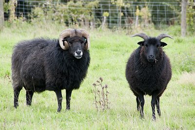 Black Welsh Mountain Sheep