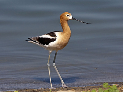 American Avocet