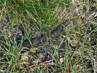 _MJH1116s Female Black Adder