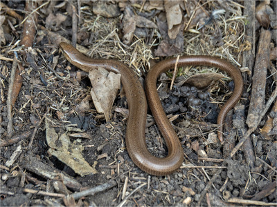 _MJH1122s Male Slow Worm