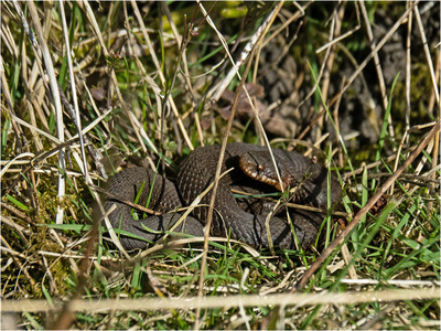 _MJH1141s Black Adder