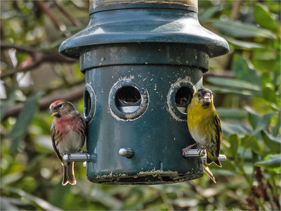 _MJH1315s Redpoll and Siskin