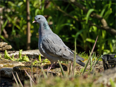 _MJH1324s Stock Dove