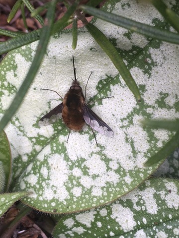 Beefly1
