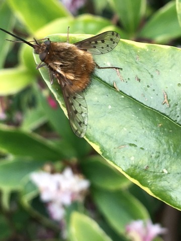 Beefly2