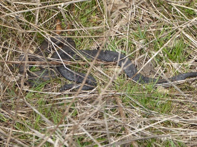 2 Male & Female Adder