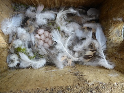 B  Feathery nest BTit