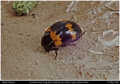 Ladybird by Ken Crick